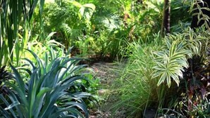 A garden pathway with a variety of plants and a small bridge.