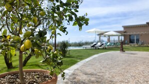 A potted lemon tree with green leaves and yellow lemons, a brick pathway, and a building with outdoor seating and umbrellas in the background.