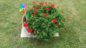 A garden with a variety of flowers and a pinwheel in a pot. - NEW HOLIDAY HOUSE (Garessio (Cn))