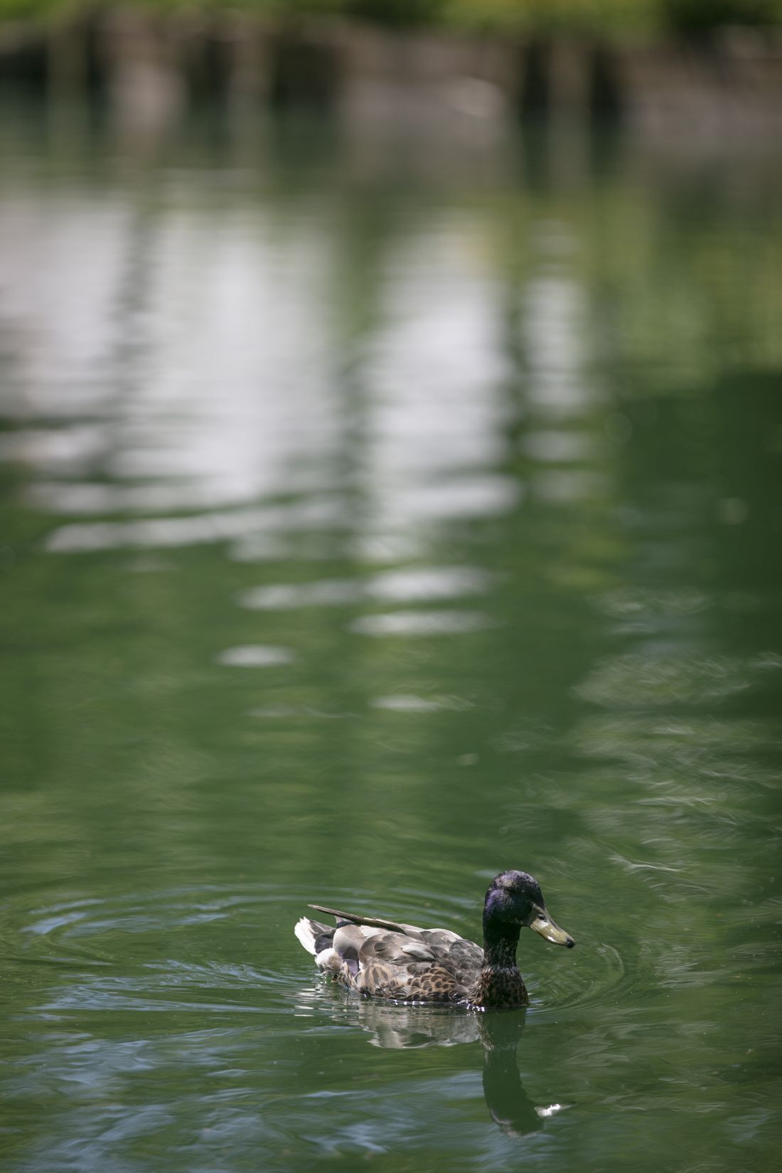 A duck swimming in a body of water.