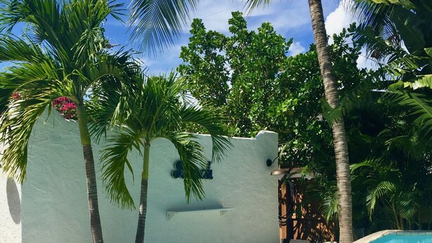 A clear blue pool with a white wall and palm trees in the background.