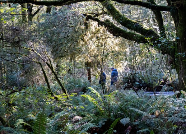 A dense forest with ferns and moss-covered trees. - Wonderland Makarora Lodge (Makarora)