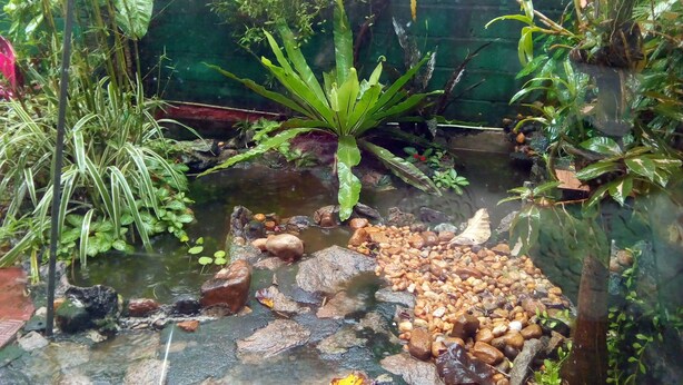 Garden view - Joys home stay - Hostel (Ja-ela)