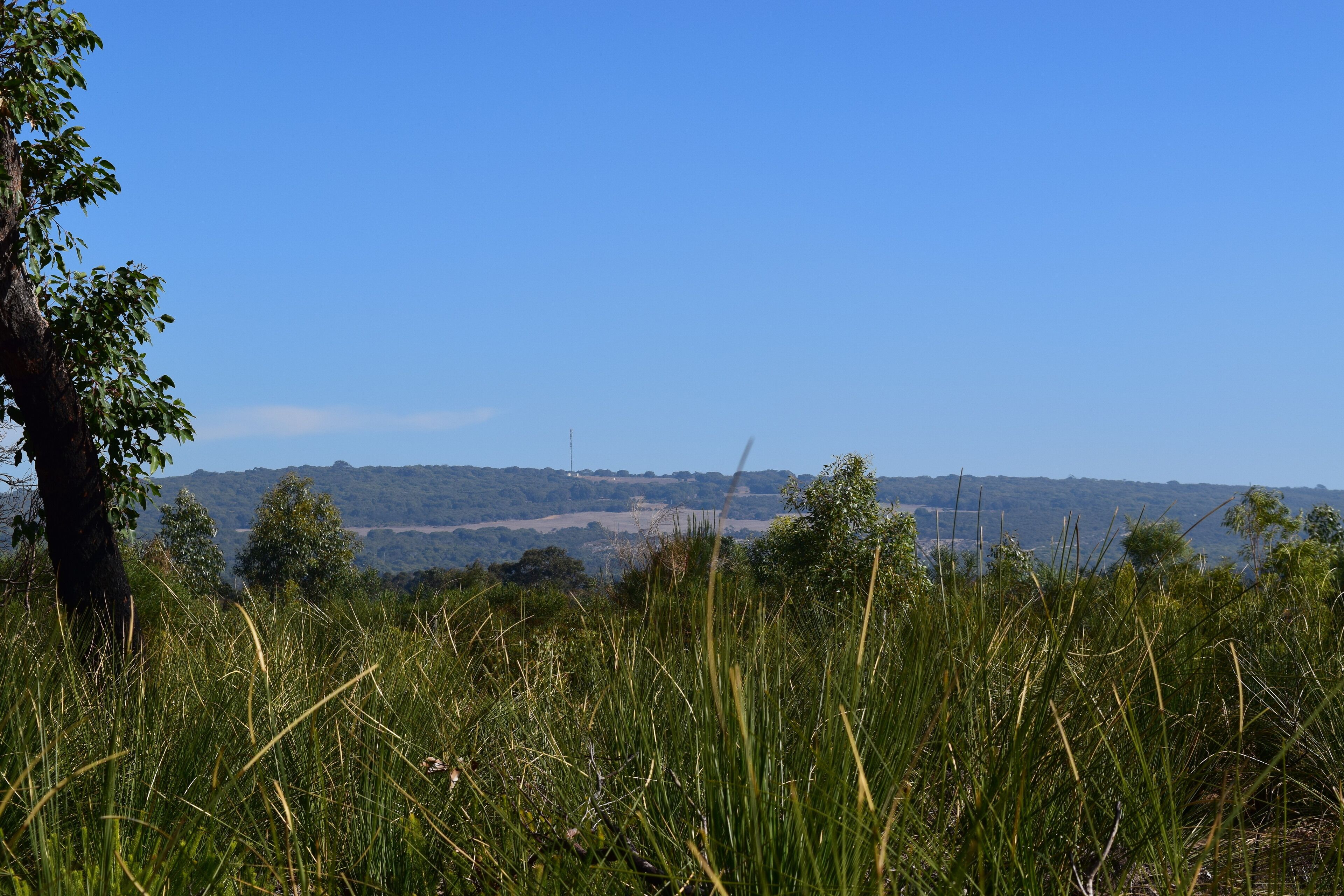 Un paysage naturel avec un arbre et de l’herbe au premier plan, un ciel dégagé et des collines à l’horizon.