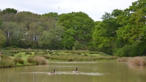 A natural landscape with a pond, ducks, and surrounding greenery. - Converted barn, with hot tub near to North Devon's beaches (Barnstaple)