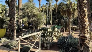 Un jardín con palmeras, cactus, una pérgola de madera y un camino de ladrillo.