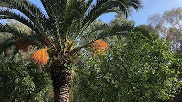 A palm tree with orange flowers, surrounded by green grass and trees in a park.