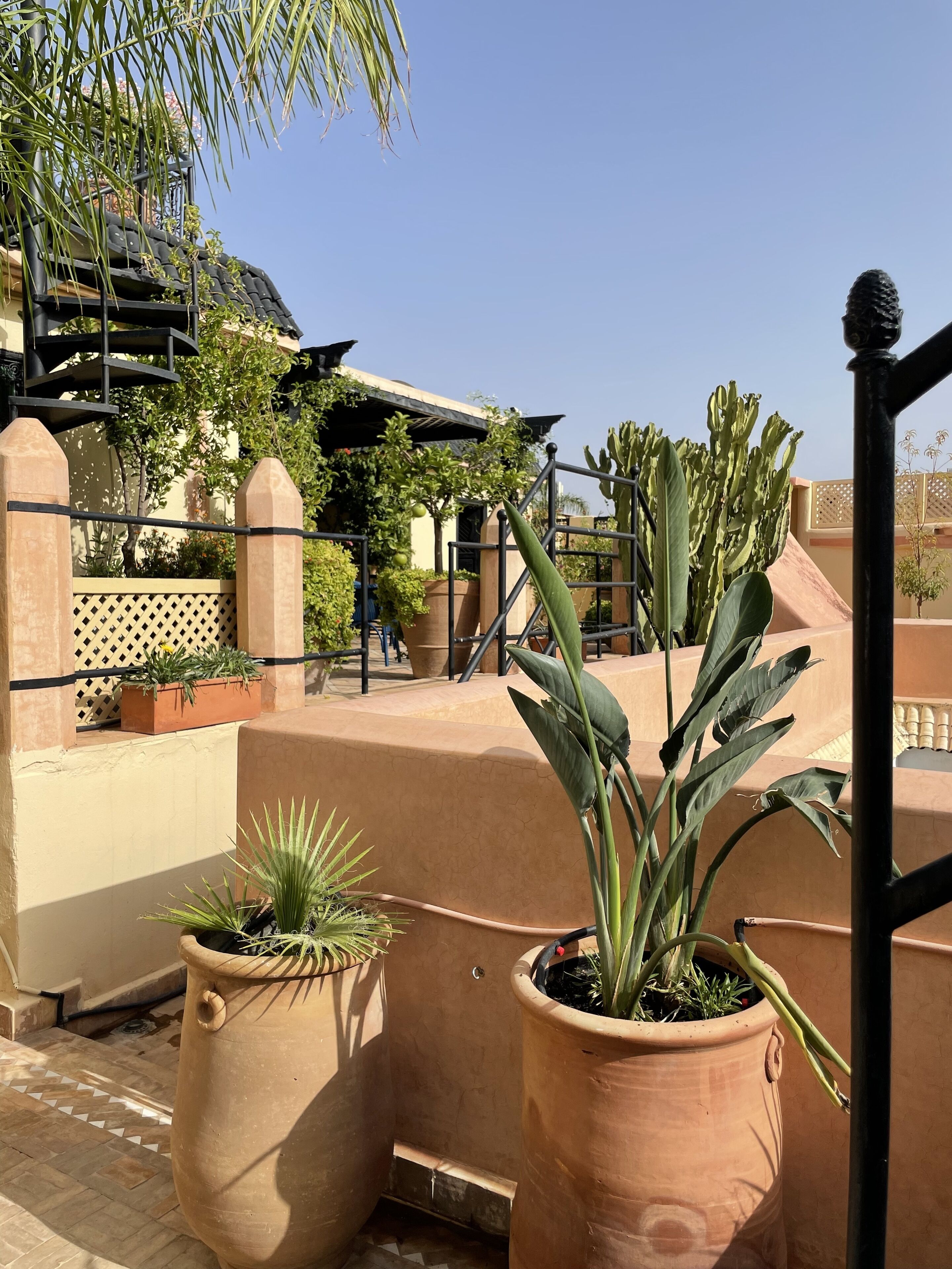 A courtyard with terracotta planters, a cactus, and a metal gate.