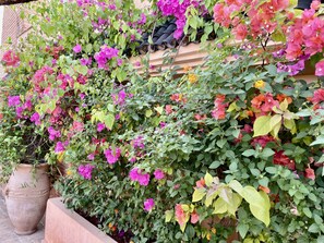A garden with various flowering plants and a large terracotta pot.