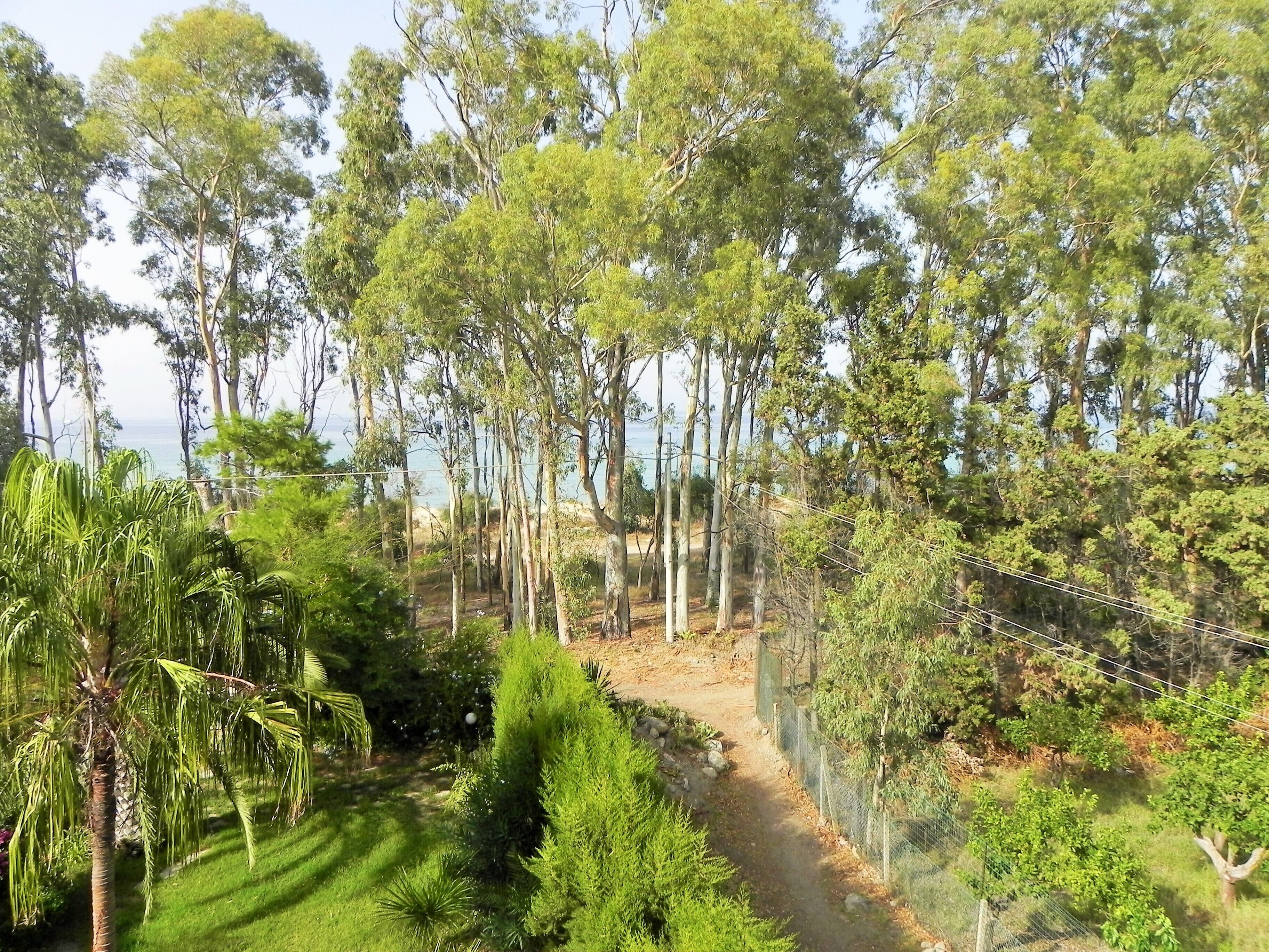 A pathway through a forested area with tall trees and a view of the sea in the background.