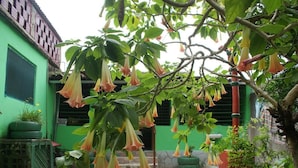 A green building with hanging bell-shaped flowers and potted plants. - Pousada Recanto Verde (Sao Benedito do Sul)