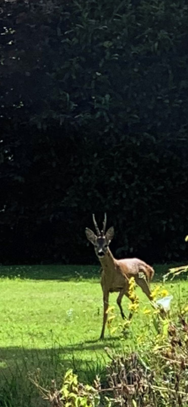 A deer in a grassy area with dense foliage in the background.