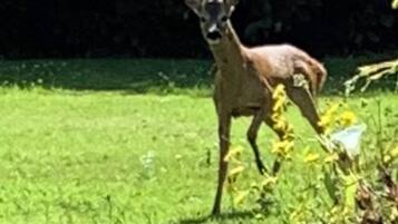 A deer in a grassy area with dense foliage in the background.