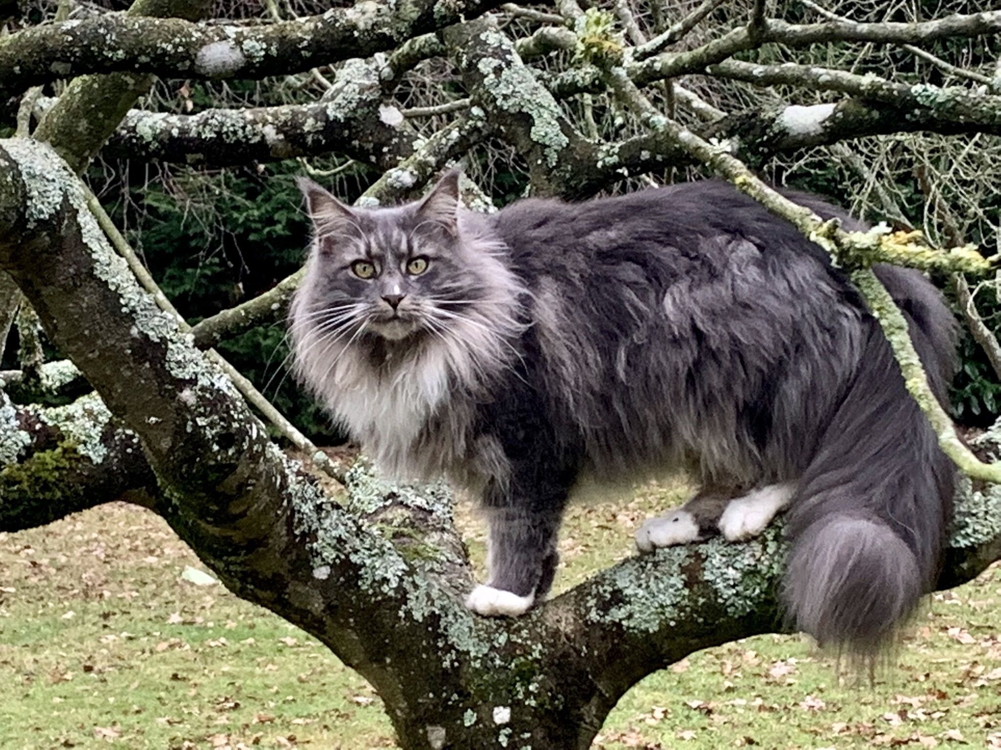 Un gato sentado en una rama de árbol.