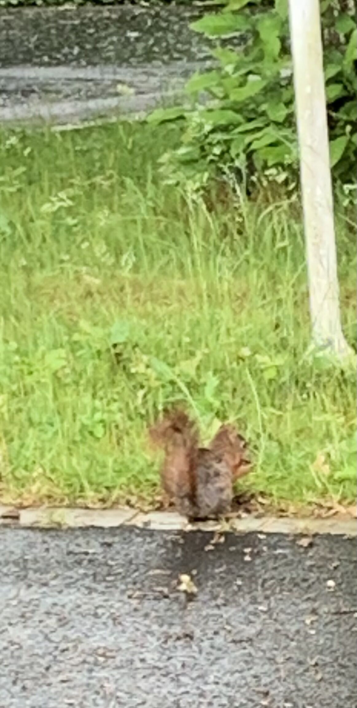 A squirrel on a grassy area next to a road.