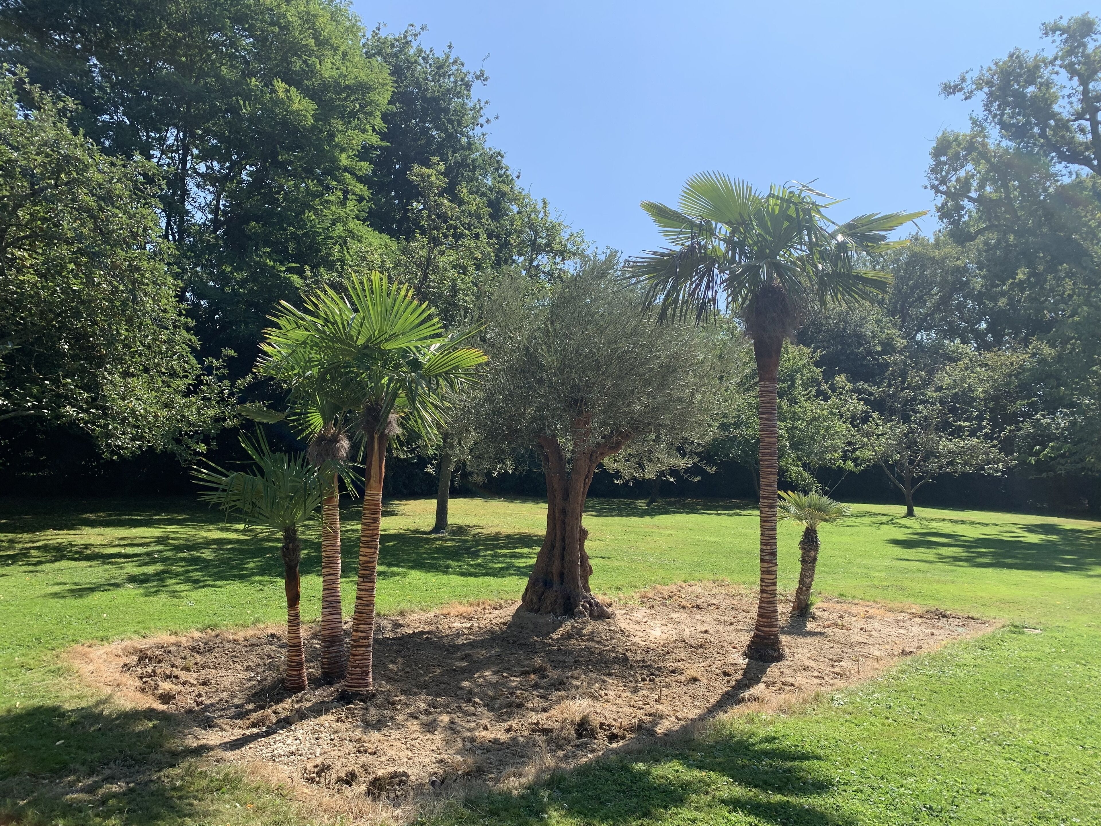 A landscaped garden with palm trees and a grassy area.