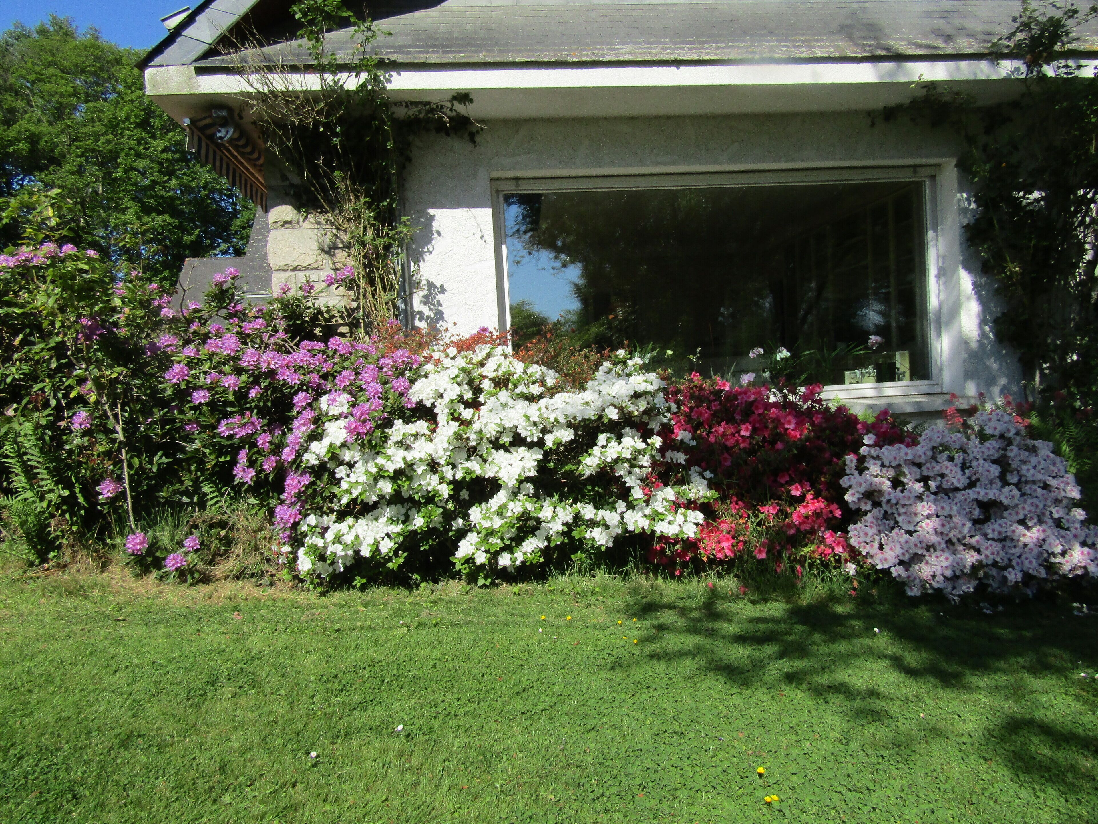 Et hus med et stort vindue, omgivet af en velplejet have med forskellige blomstrende planter.