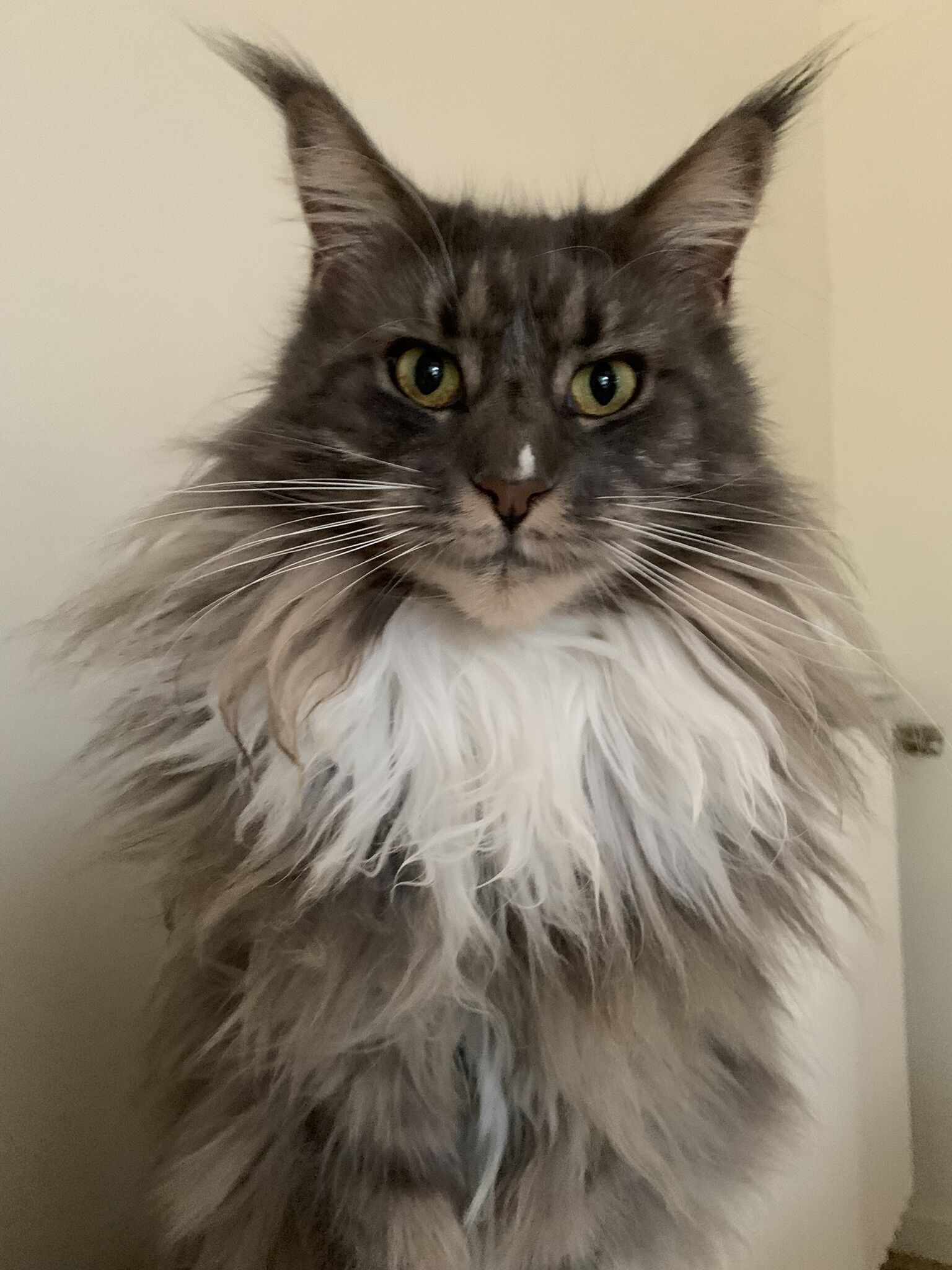 A fluffy gray cat with white fur on its chest and paws, standing against a plain wall.