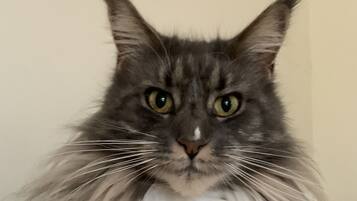 A fluffy gray cat with white fur on its chest and paws, standing against a plain wall.