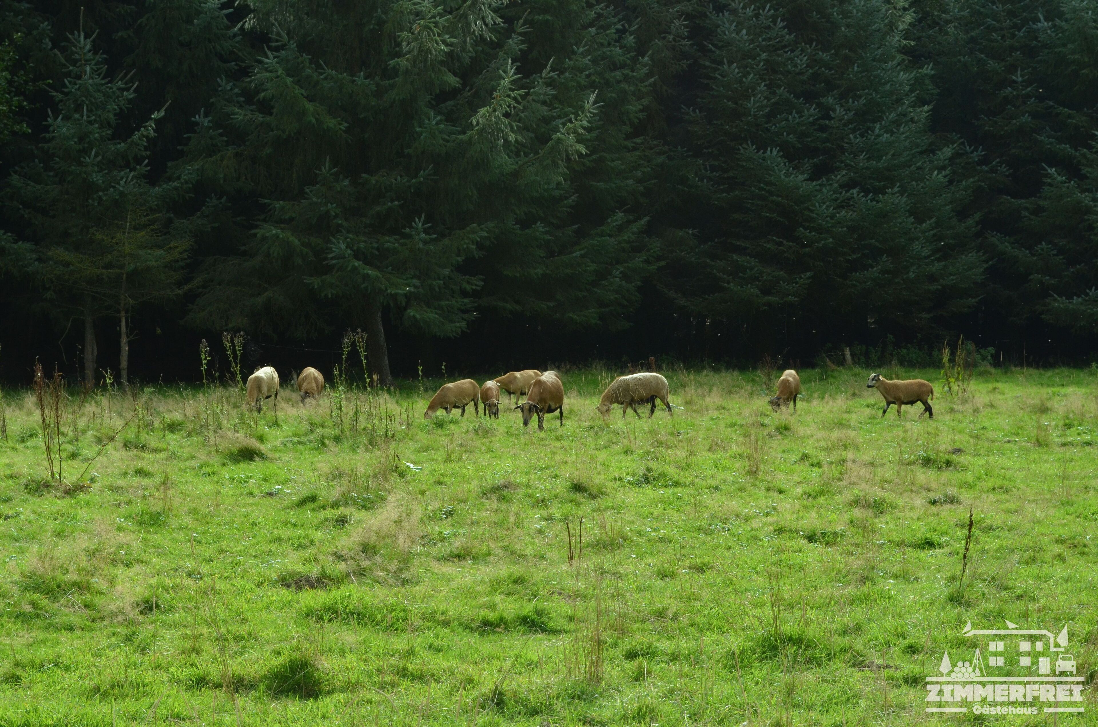 Un troupeau de moutons broute dans un champ herbeux, avec une forêt en arrière-plan.
