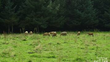 Un troupeau de moutons broute dans un champ herbeux, avec une forêt en arrière-plan.
