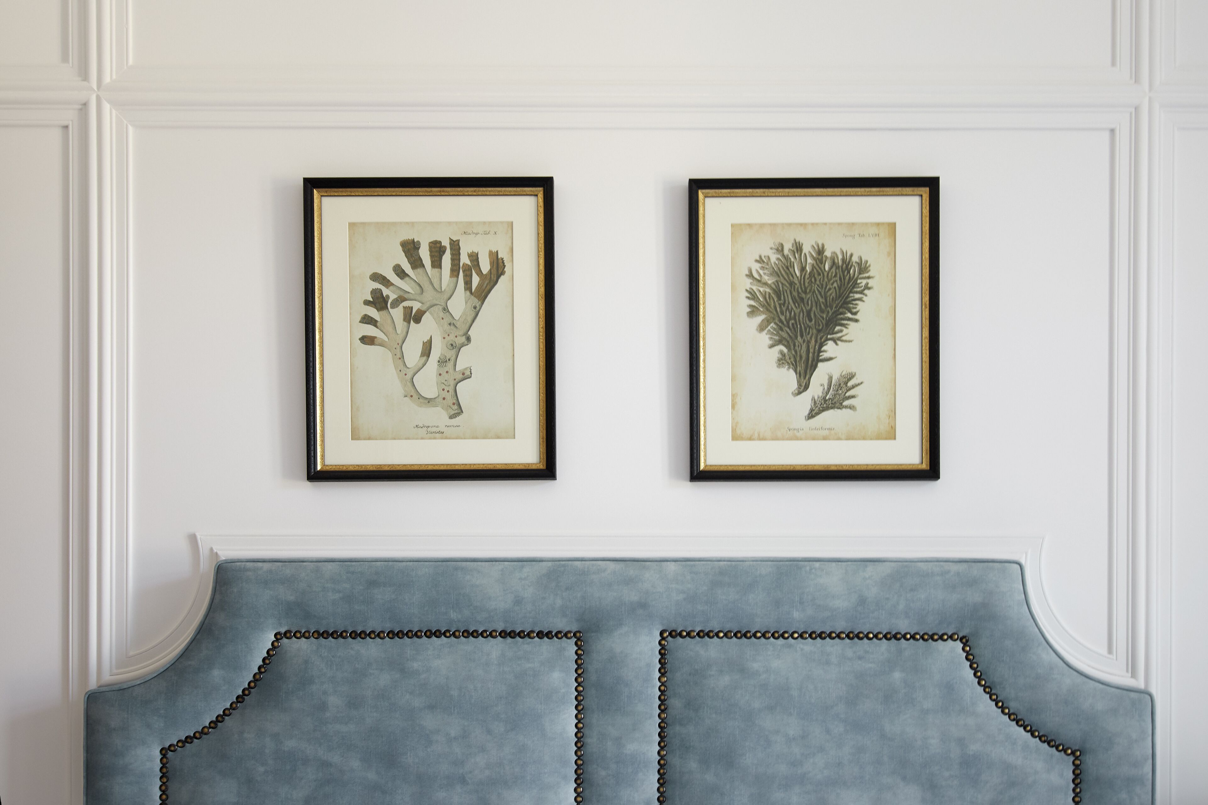 Two framed botanical illustrations on a white wall above a blue upholstered headboard.