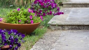 Um jardim com um grande vaso de terracota contendo flores roxas.