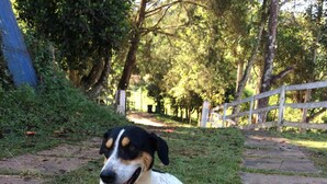 A dog lying on grass beside a stone pathway. - Hospedaria e Restaurante Chalé da Serra (Lima Duarte)