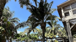 A beachside area with palm trees, outdoor seating, and a view of the sea.