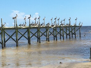 A pier with birds perched on it, extending into the water. - Harbor View Cottages-Overlooking Historic  Harbor and Beach (Pass Christian)