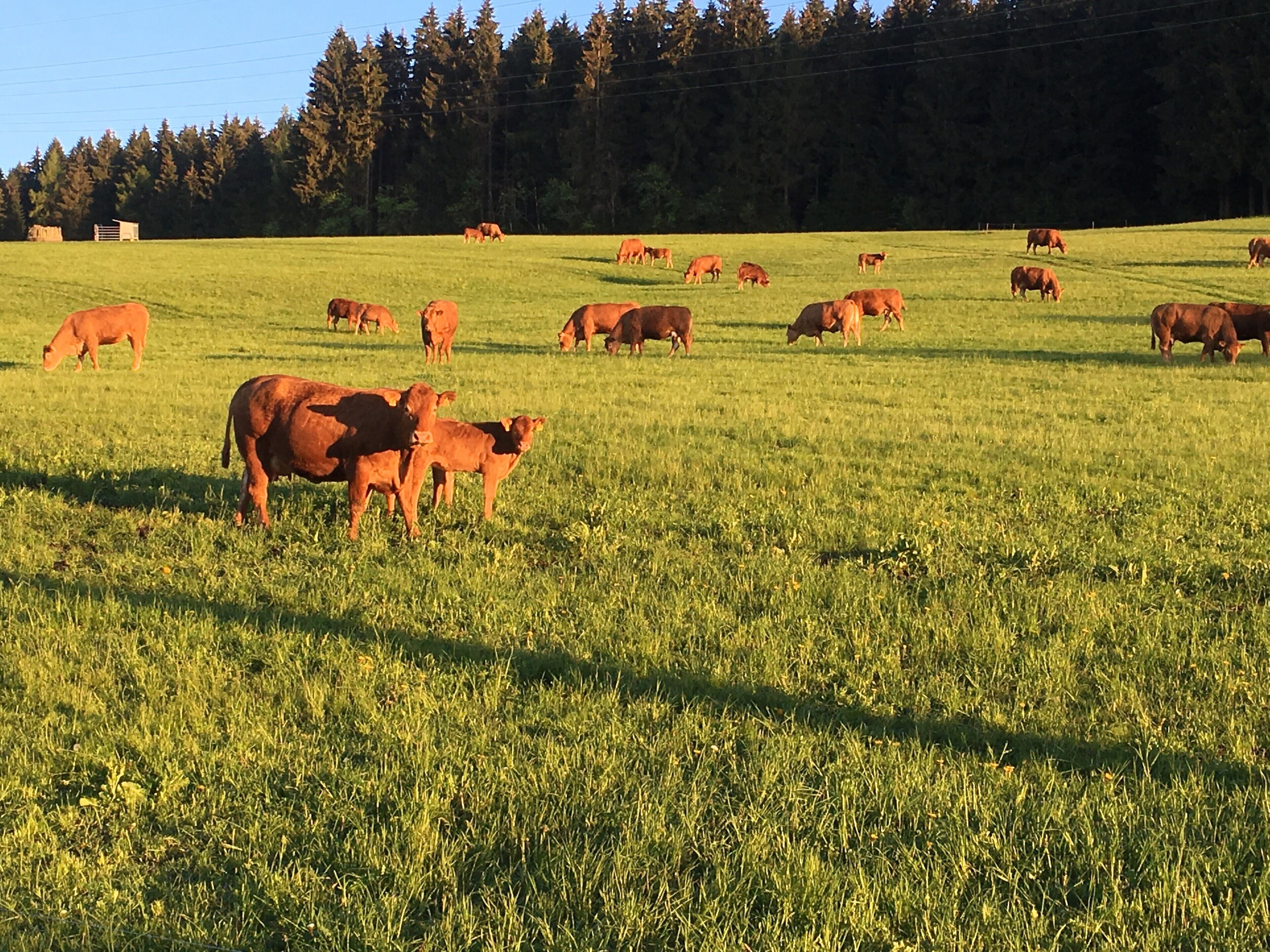 Un vaste champ où paissent des bovins.