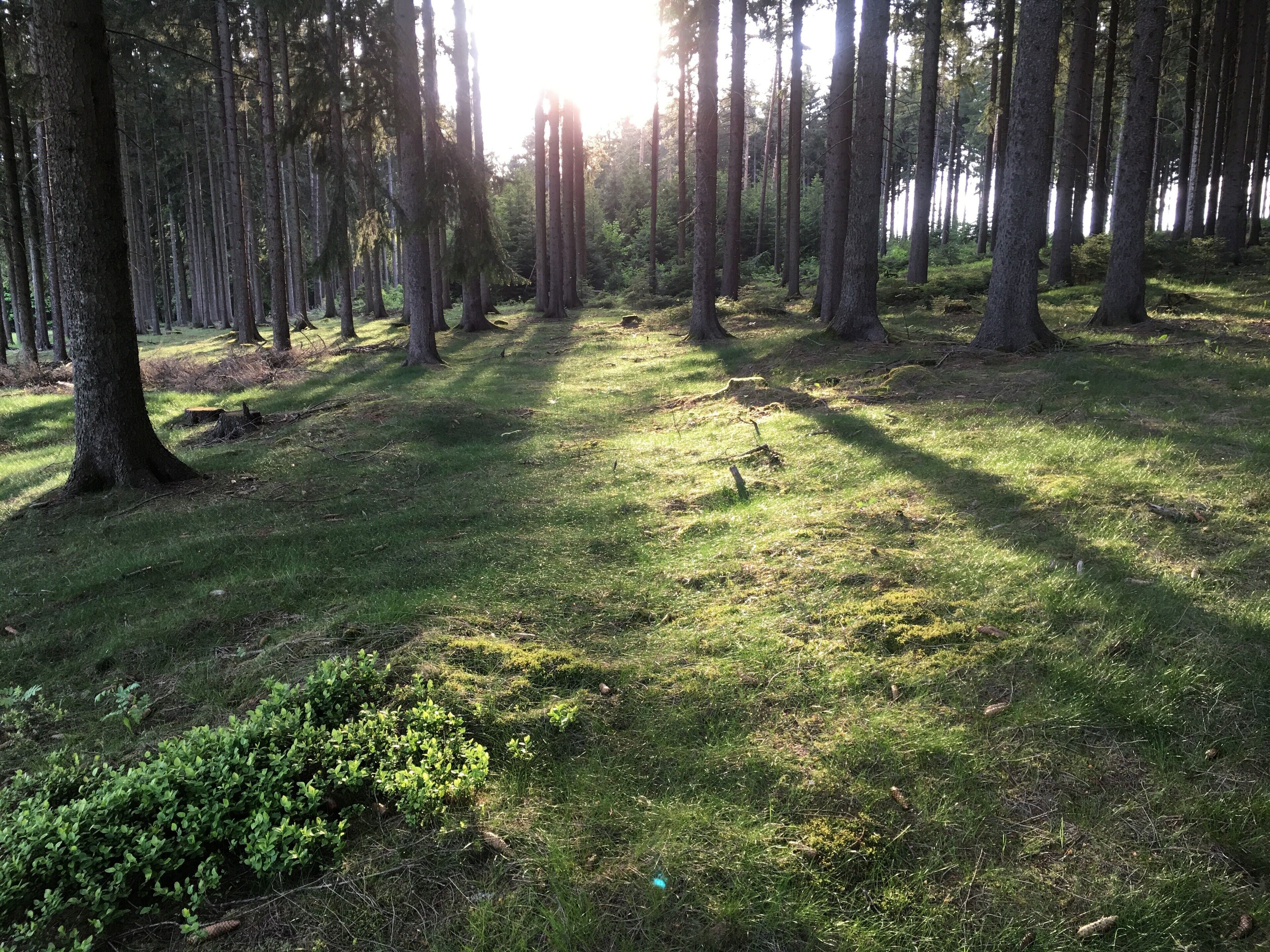 Une forêt avec de grands arbres et une clairière herbeuse.