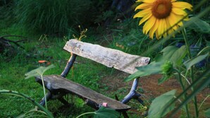 A rustic wooden bench in a garden with a sunflower in the foreground.