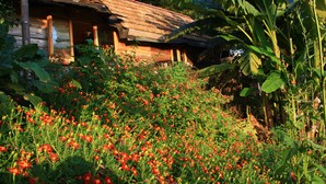 A rustic wooden cabin surrounded by lush greenery and vibrant red flowers.