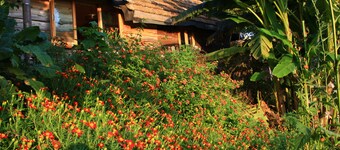 Honey Dreams - Fairy house among the green hills