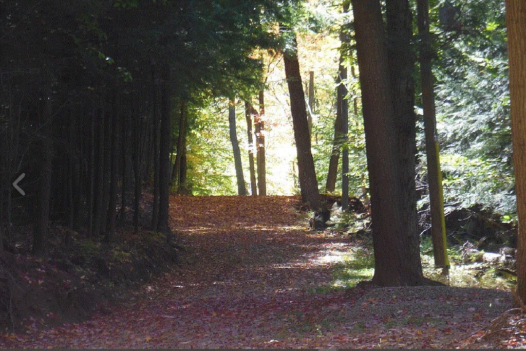A forest path with tall trees and sunlight filtering through.