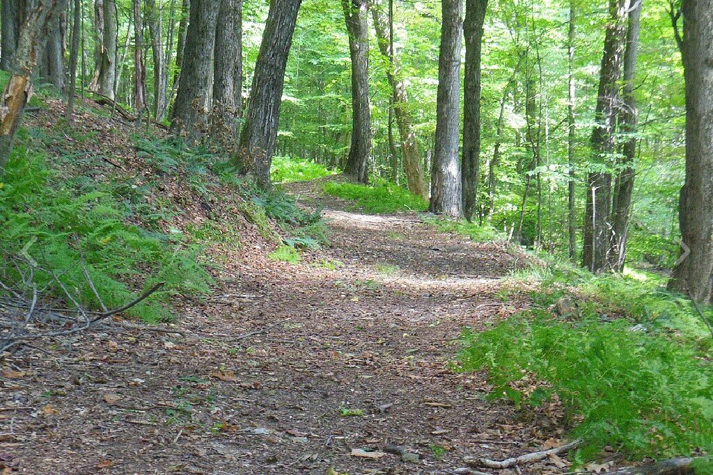 A forested path with dense trees and undergrowth.
