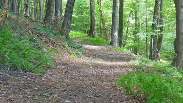 A forested path with dense trees and undergrowth.