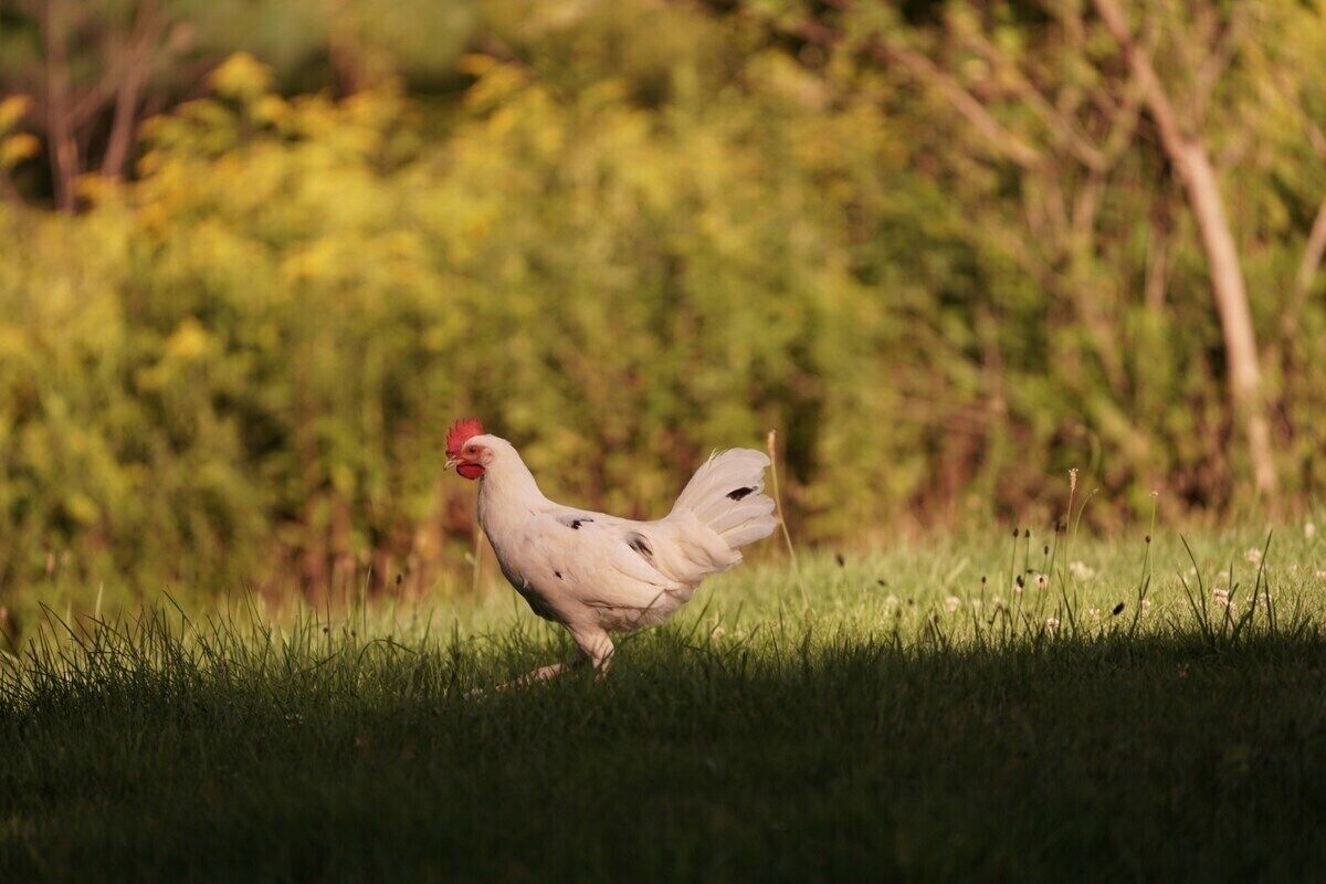 Une poule blanche marchant sur de l’herbe, avec un arrière-plan flou aux tons verts et bruns.