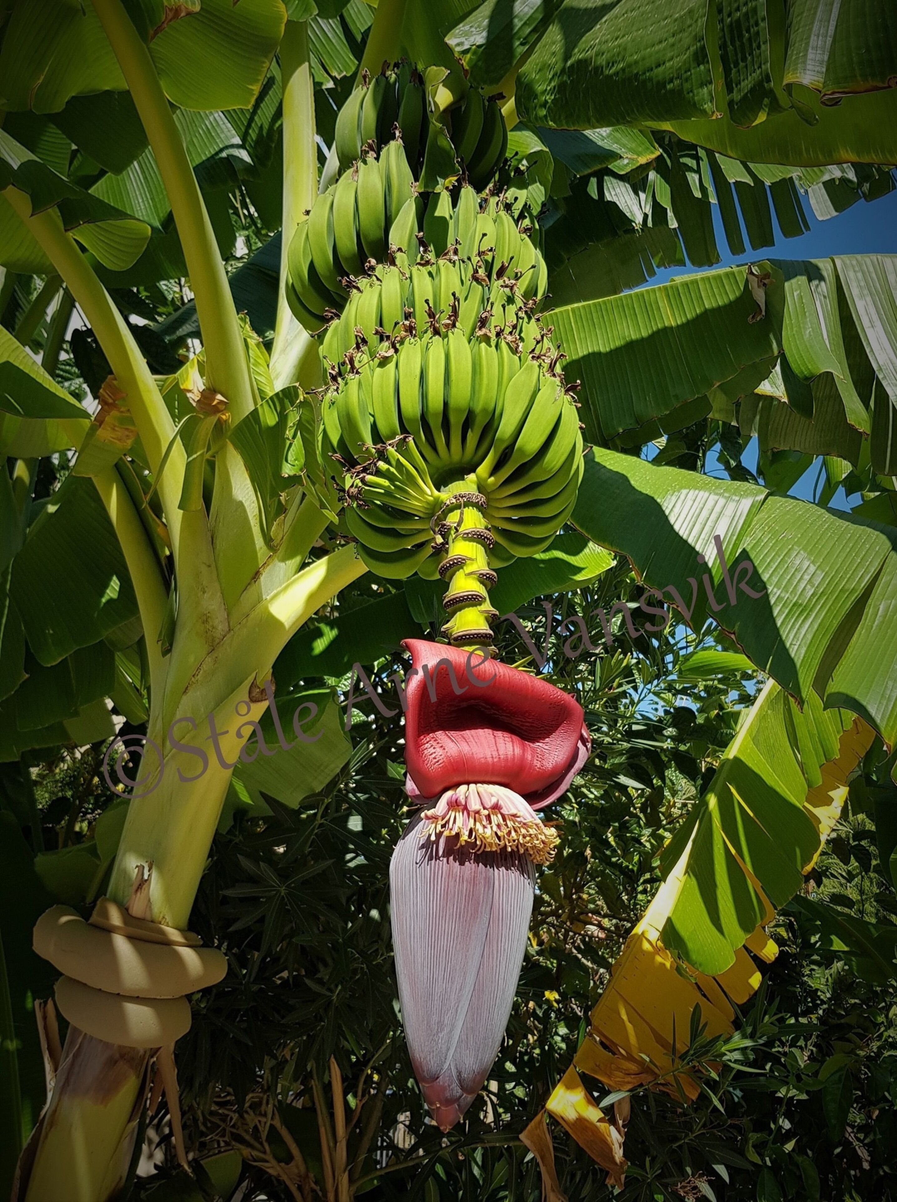 Una planta de plátano con varios racimos de bananas y una estructura floral destacada.