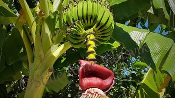 Una planta de plátano con varios racimos de bananas y una estructura floral destacada.