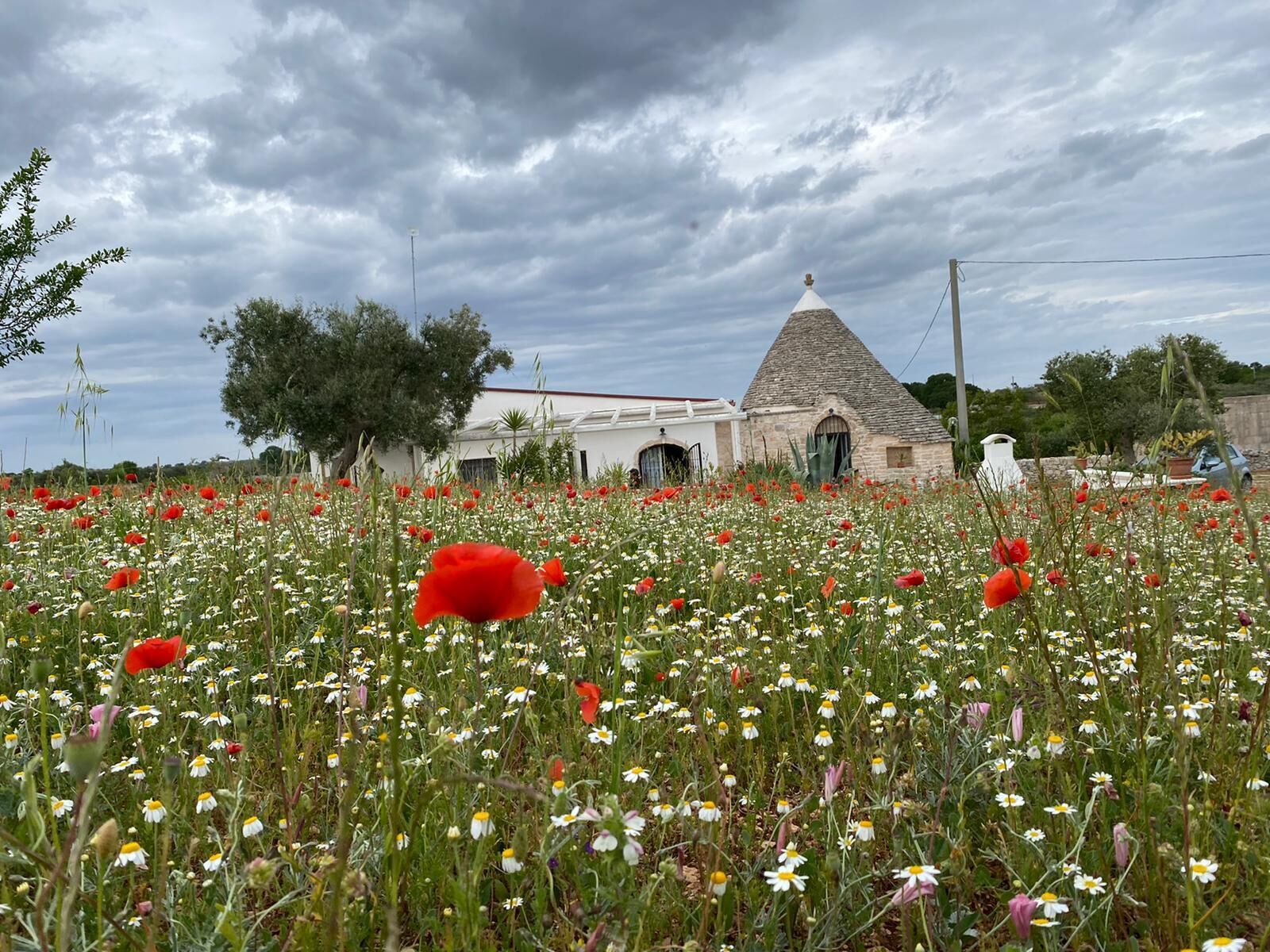 Un champ de coquelicots rouges et de marguerites, avec un bâtiment en pierre et une maison blanche en arrière-plan.