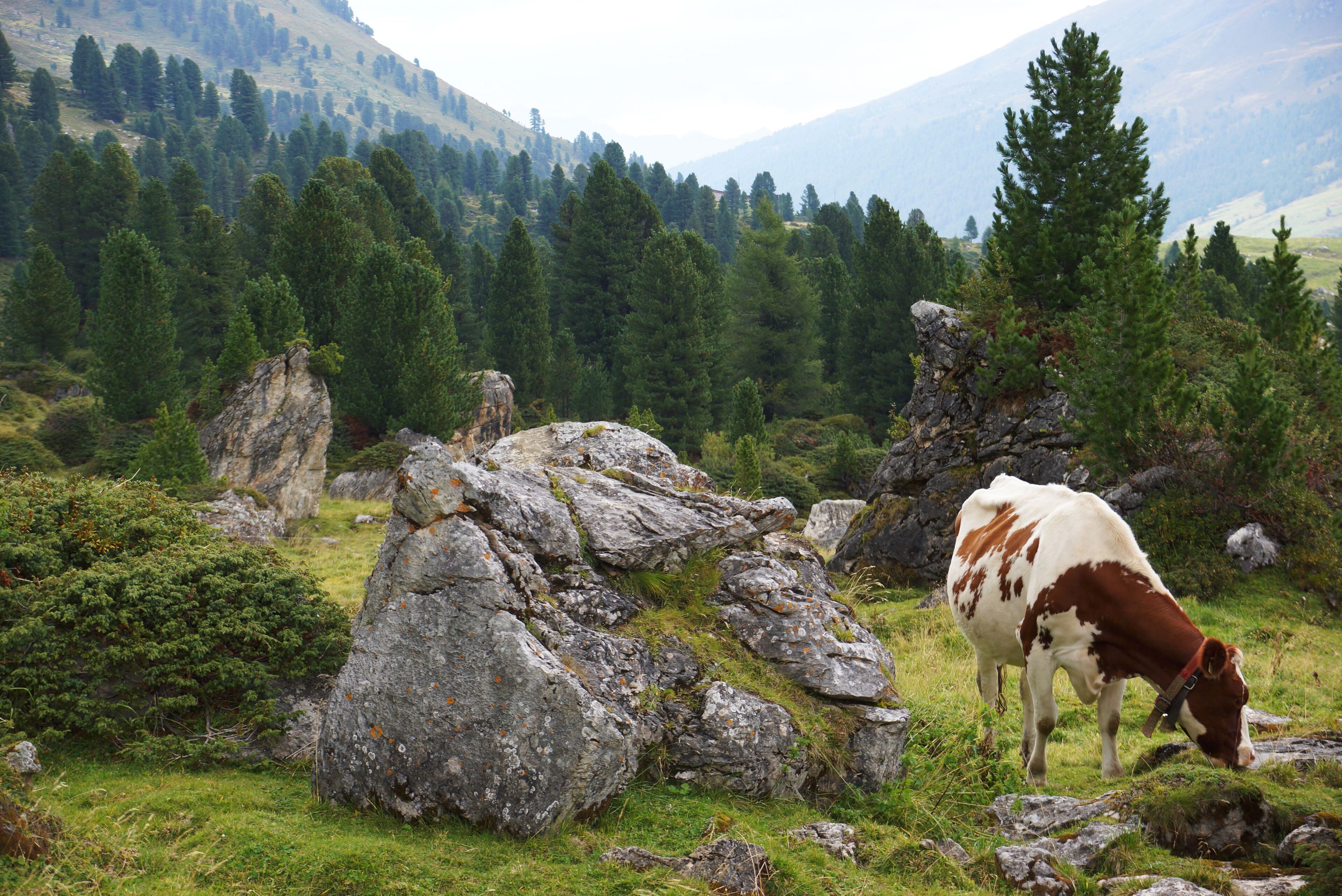 A cow grazing in a rocky, grassy field with a forested mountain in the background.