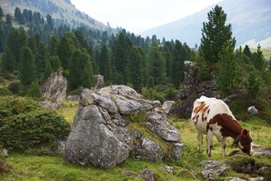 Una vaca pastando en un campo rocoso y cubierto de hierba, con una montaña boscosa al fondo.