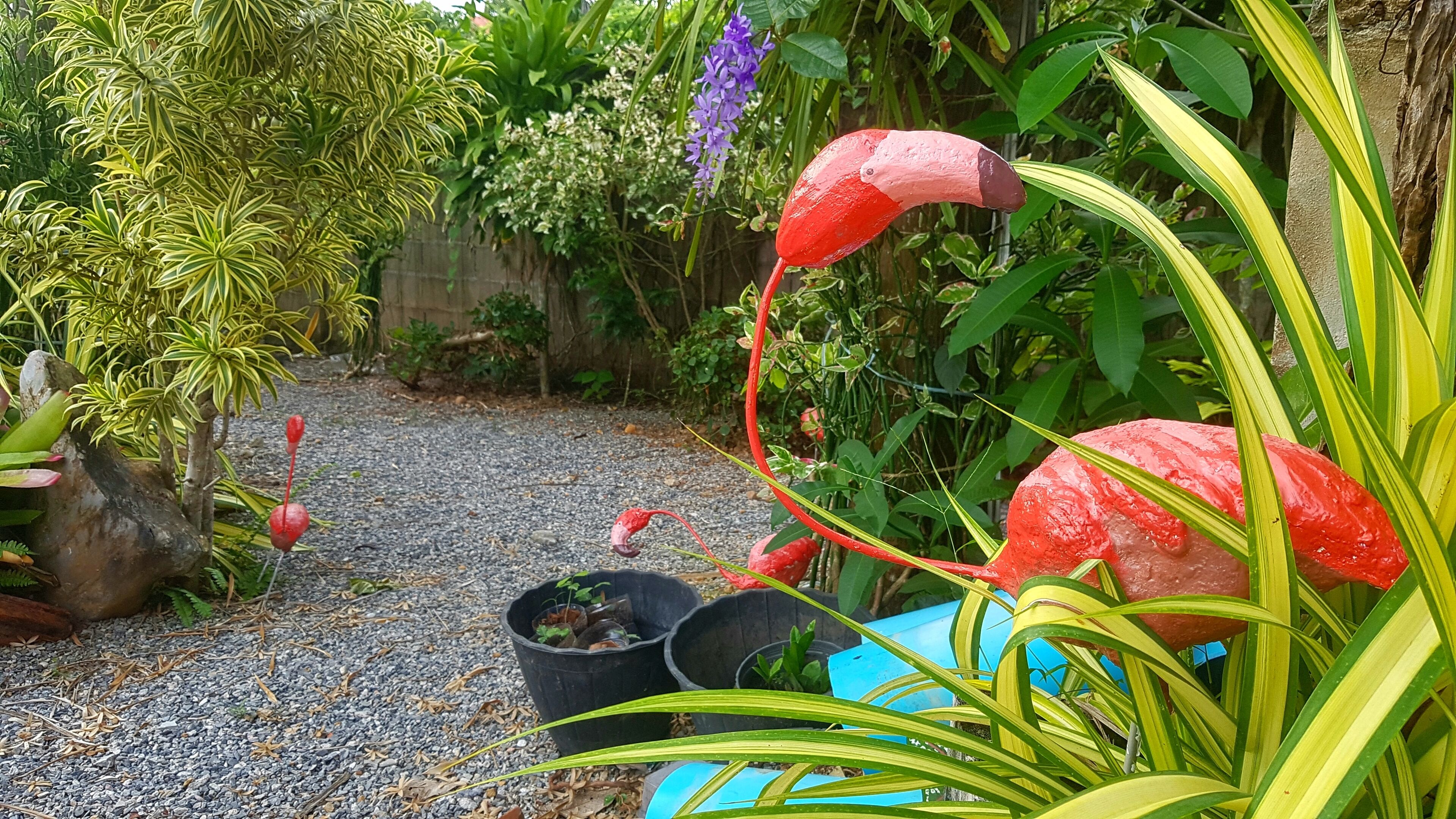 Een tuin met verschillende planten en een pad.