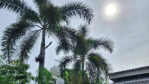 A garden with a statue, palm trees, and a building with a tiled roof.