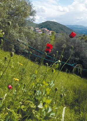 Property grounds - Charming loft at garden level with magnificent landscape, quiet, comfy, clean (Sainte-Lucie-de-Tallano)