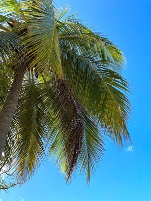 A palm tree with a clear blue sky in the background.