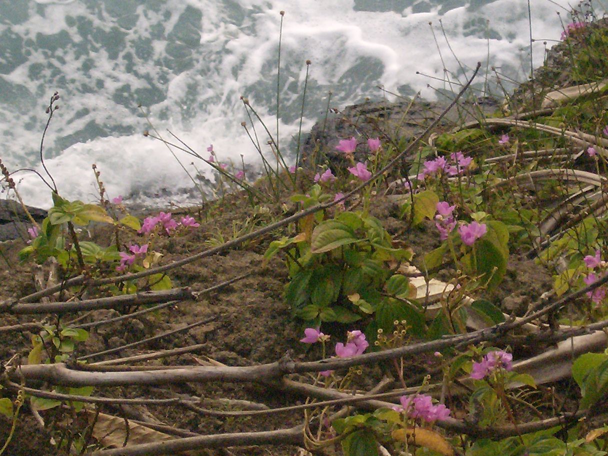 A rocky coastal landscape with pink flowers and waves crashing against the shore.