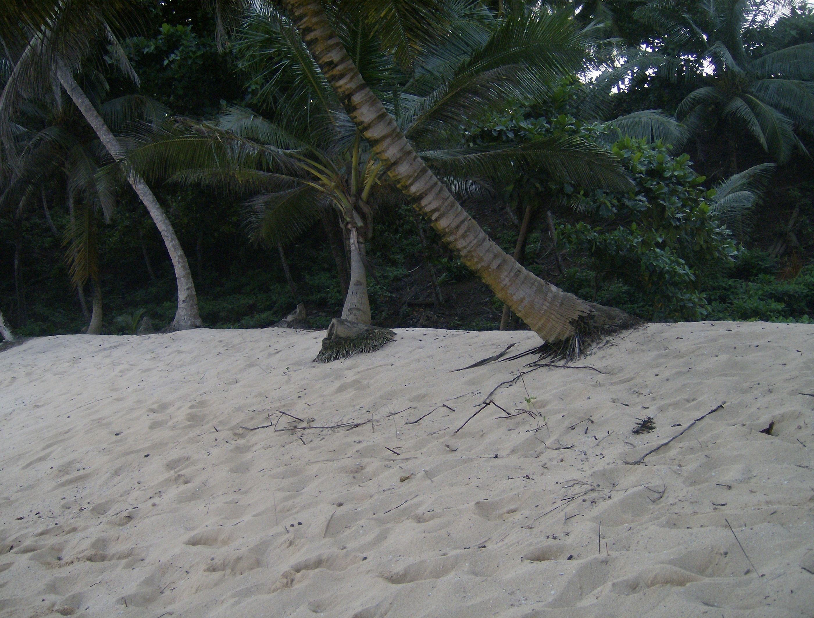A sandy beach with palm trees and dense foliage in the background.
